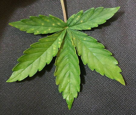 These yellow spots on the leaves are the beginning of a nutrient deficiency caused by too-high pH at the roots.