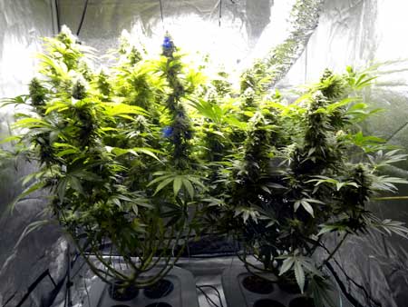 Critical Kush and Liberty Haze marijuana home grown