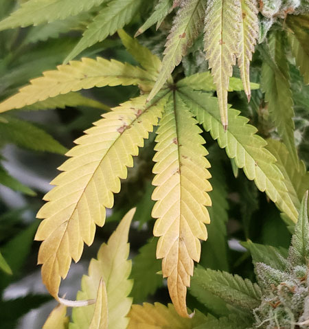 Yellow leaves with brown spots on cannabis plants is often a sign of a pH problem or light stress, not lack of nutrients.