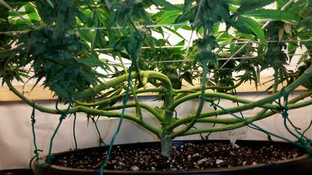 Example of stems that were tied to a pot that had holes punched around the edges