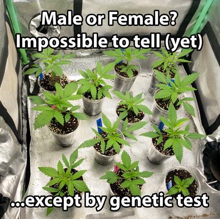 It's impossible to tell whether a cannabis seedling is male or female until it starts making flowers. At least, not without a genetic test.