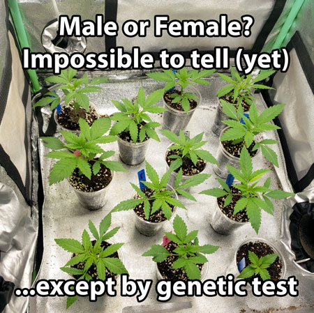 It's impossible to tell whether a cannabis seedling is male or female until it starts making flowers. At least, not without a genetic test.