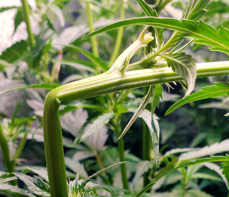 Example of a marijuana supercrop