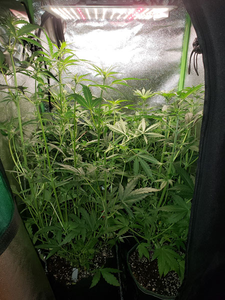Example of cannabis plants that have gotten too tall and are close to the grow light. Prime example for supercropping!