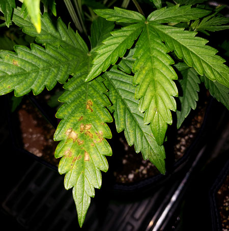 Phosphorus deficiency caused by high pH