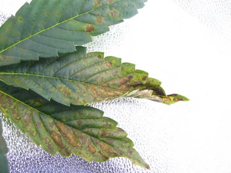 What causes cannabis leaves to curl up? Grow Weed Easy