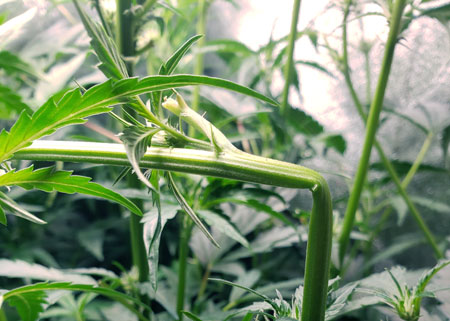 Recently supercropped stem