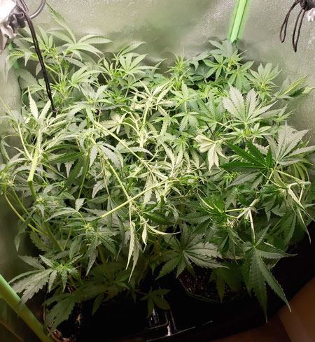 Supercropped cannabis plants - view from the top