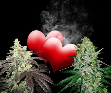 Two female cannabis plants in love - Using the feminization method to make feminized pollen, you can successfully breed two female plants together, and all the resulting offspring will be female plants