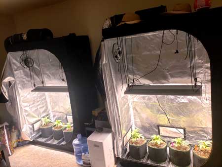 Around week 3, try to get to the high end of the recommended distance. So if the recommended vegetative distance is 18-24", then try to get your light to about 24" away. Of course, only move your LED grow light closer if cannabis plants look healthy and happy.