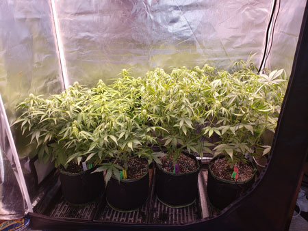 Two of these week 6 autoflowering cannabis plants were just supercropped
