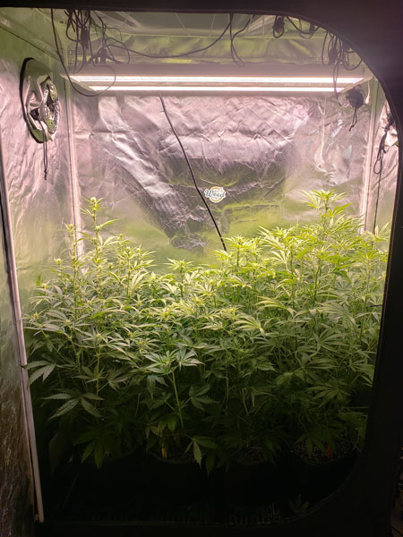 4 autoflowering plants in week 6. Not topped or trained. They've just received nutrient water and that's it.