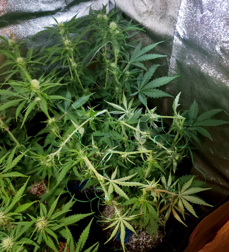 Halfway done with supercropping these cannabis plants