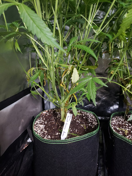If leaves are in the shade they will turn yellow, die, and fall off. This isn't a nutrient deficiency. The plant is just abandoning leaves that aren't helpful anymore.