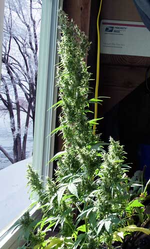 Growing weed in the cold