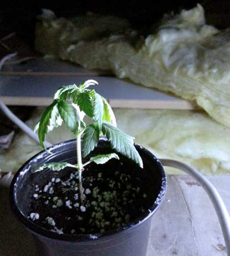 When the floor is cold it can cause cannabis plants to droop and grow slow