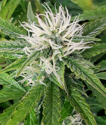 Critical Purple autoflowering buds - week 8