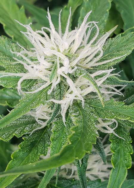 Critical Purple Auto - week 8 from germination