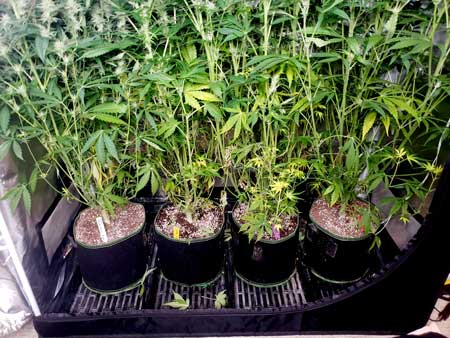 Bottom leaves have not gotten any light in weeks. As a result they're turning yellow and falling off.