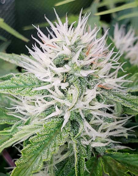 Lemon Auto - autoflowering plant week 8