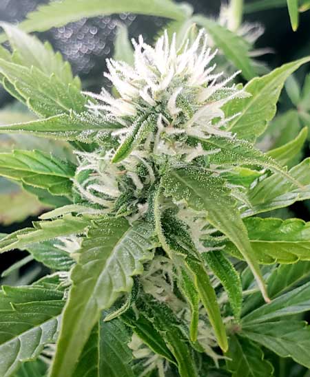 Lemon Auto week 8 from germination