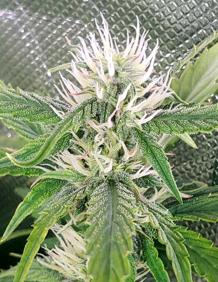 Sour Diesel auto - week 8 from germination