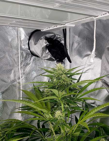 Sour Diesel Auto is growing almost into the LED grow light, but still looks mostly green and healthy without light burn