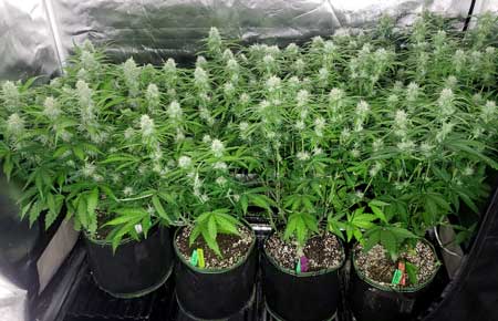 Autoflowering cannabis plants in week 8 - topped and trained