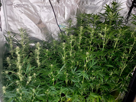 Autoflowering marijuana plants in week 7 from germination - overgrown!