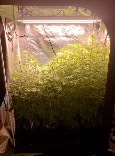 The untrained, untopped autofloewring tent is getting out of control at week 7. Luckily they all seem to have stopped getting taller!