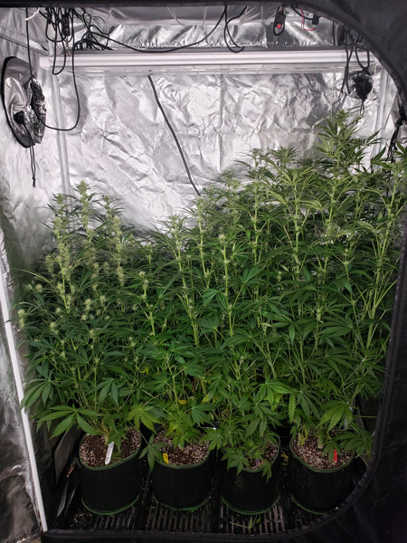 Autoflowering plants week 7 from germination. Untrained (just water only) and getting out of control!