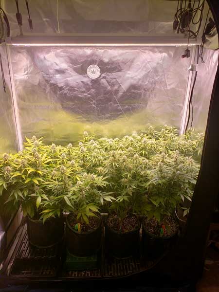 Week 8 autoflowering plants under ES300 LED grow light