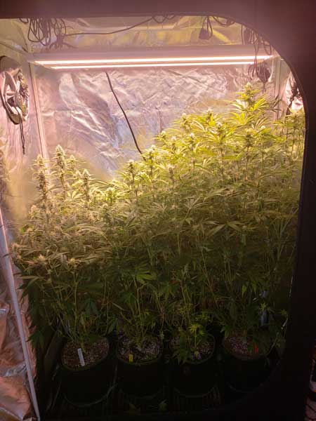 Week 8 autoflowering plants - grown naturally (not trained or topped).