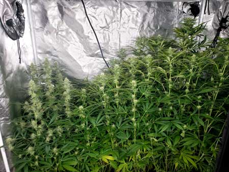 Week 8 autoflowering plants - given water only, grown under an ES300 LED grow light