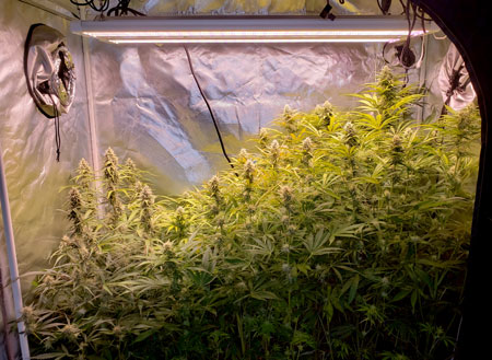 Week 9 - autoflowering plants - untrained