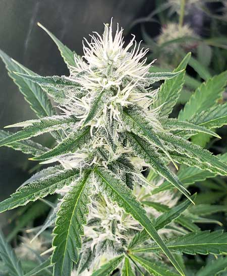 Female cannabis plants make buds.