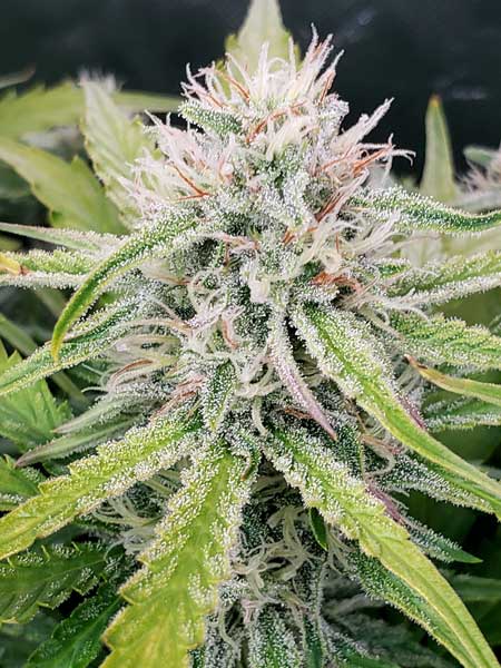 Zweet Grape Auto week 8 autoflowering buds