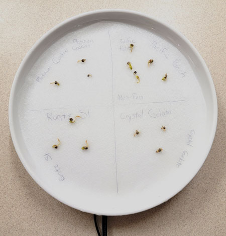 All the cannabis seeds germinated, yay!