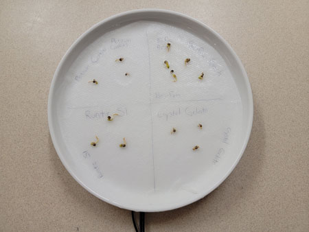 100% cannabis seed germination with this method (wet paper towels between plates, temperature controlled with reptile heat mat)