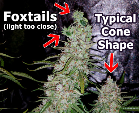 "Fox tails" on buds from a too-close LED grow light. If you see foxtailing on your buds, reduce the light levels in one of three ways: bend your cannabis buds so they're further from the light, move your LED grow light up, or turn down the power so it isn't at full light intensity.
