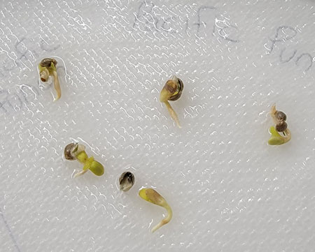 Cannabis seeds germinated via the paper towel method - click for closeup!