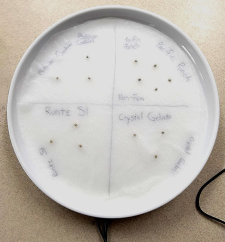 Add water carefully, then cover with one more sheet of paper towel