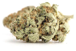 Northern lights auto bud