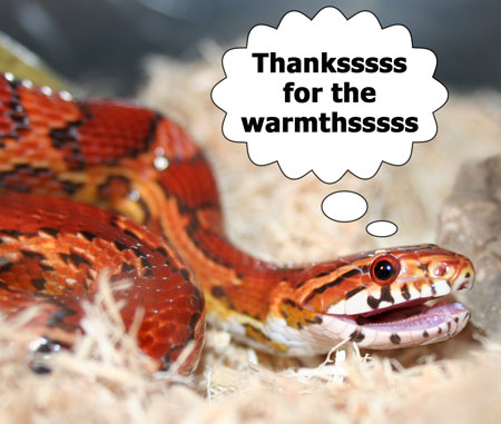Cold-blooded animals like snakes need pet owners to provide heat with a heating pad