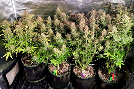 Here are some examples of cannabis harvests I've grown using only Dyna-Gro and Bloom with nothing else, as described above.