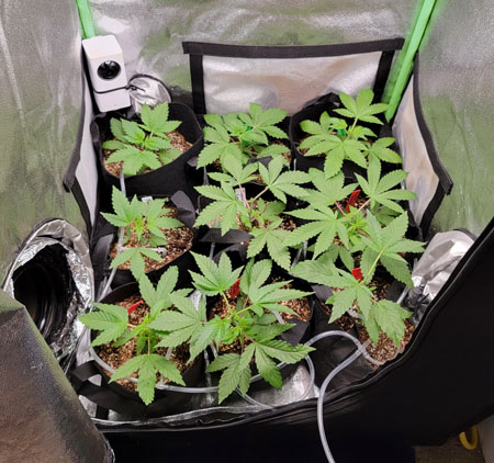 Set up auto-watering drip feed system on a timer for growing cannabis plants