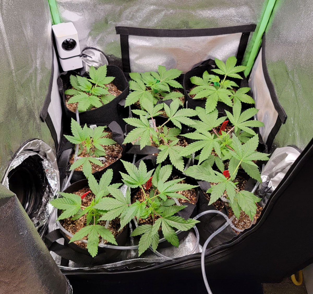 https://www.growweedeasy.com/wp-content/uploads/2022/02/auto-watering-cannabis-plants-on-vacation.jpg