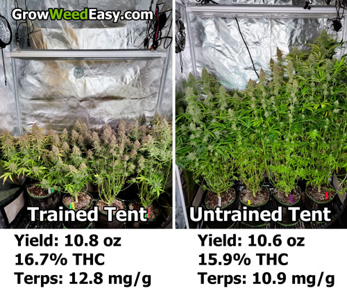 Get the lab results on THC percentage and certain tests on autoflowering cannabis plants (trained vs untrained)