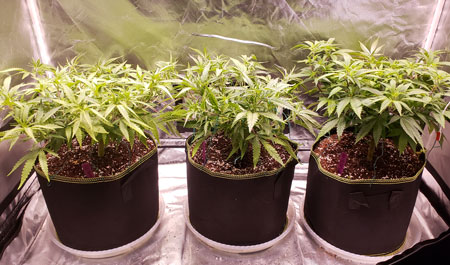 The goal of cannabis printing is to create wide flat plants with even branching. Ideally, each branch should be the same distance from the grow light.