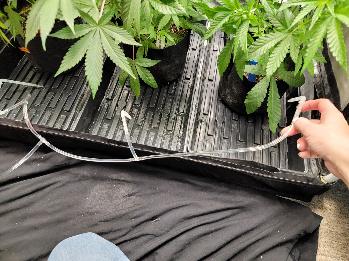 How to Set up an Automatic Watering System for Cannabis Plants Grow